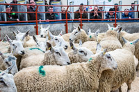 Border Ewe Sale-10